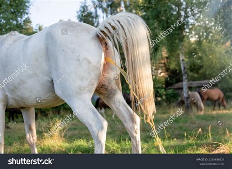 horse pee immagini foto stock  grafica vettoriale shutterstock