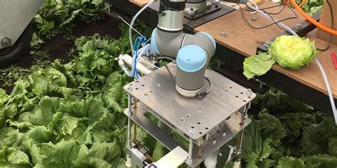 lettuce picking robot  plug agriculture labour gaps techerati