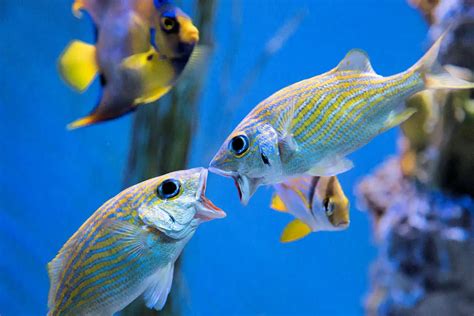peces domesticos caracteristicas alimentacion habitat reproduccion depredadores