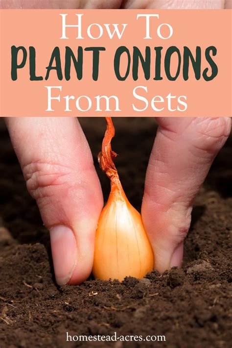 grow onions  sets   easy harvest homestead acres