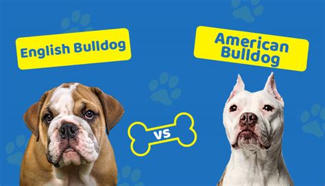 english bulldog  american bulldog  differences  pictures