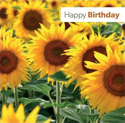 happy birthday  card sunflower lovechristianbookscom