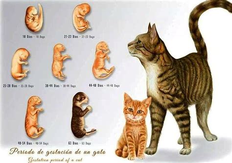cat gestation period infograpic gatos cats tips pinterest cats