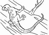 Eidechse Lagarto Cool2bkids Ausmalbilder Lagartija Dibujar Gecko sketch template