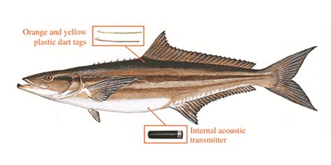 saltwater anglers asked to report and release double tagged cobia