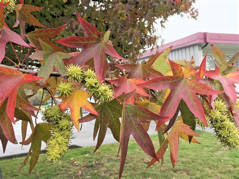 american sweet gum tree  attractive plant  spiky fruits owlcation