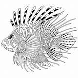 Lionfish Zentangle Zebrafish Stylized Volitans Pterois Antistress Drawn Adults Freehan Designlooter sketch template
