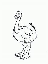Avestruz Pintar Ostrich sketch template