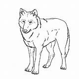 Wolf Coloring Pages Theme Print sketch template