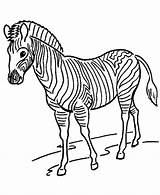 Zoo Coloring Animals Pages Zebra Kids sketch template