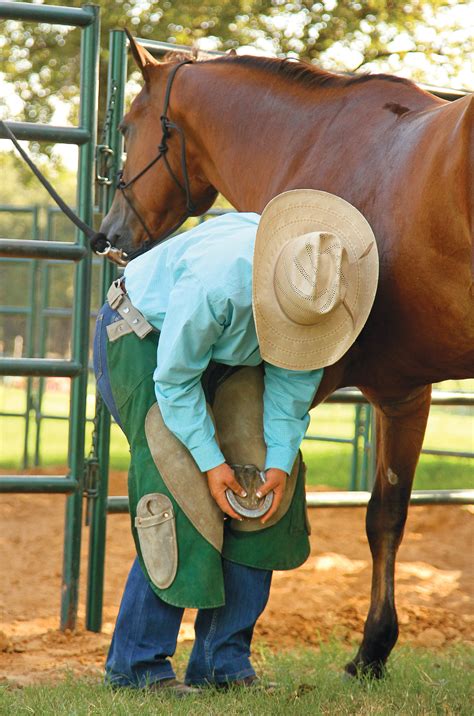 curing  stumbler horse  rider