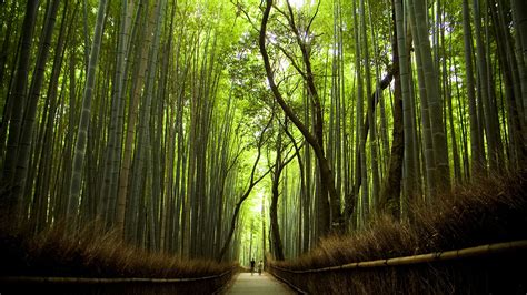 sagano bamboo forest japan world  travel