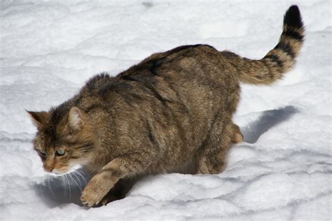 fileeuropean wildcat nationalpark bayerischer wald jpg