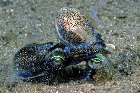 Tiny Squid May Be Killing Themselves By Having Too Much Sex Grist
