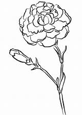Clavel Carnation Carnations sketch template