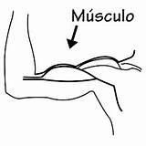 Musculos Músculo Imagui Pintar Bicep Musculo Pinto sketch template