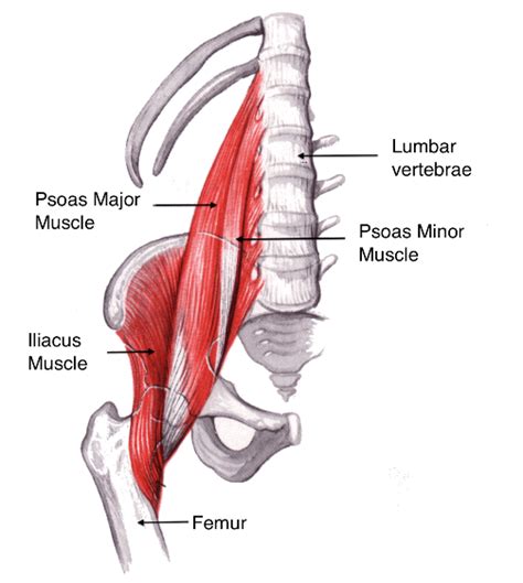 Releasing Your Tight Psoas Muscle With Clinical Somatics