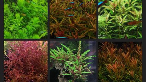 dutch aquarium plants info youtube