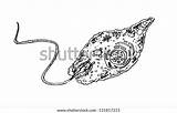 Euglena Sketch Vector Drawing Search Shutterstock Stock Save Lightbox sketch template