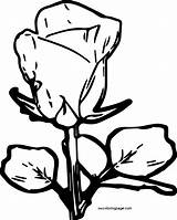 Coloring Rose Wecoloringpage sketch template