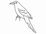 Crow Coloring Pages Worksheet 12kb 565px sketch template