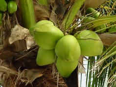 Image result for cococnut