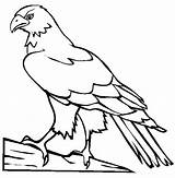 Hawk Coloring Pages Color Bird Drawing Draw Kids Animals Wood Printable Online Burning Simple Print Colouring Hawks Sheet Eagle Perched sketch template