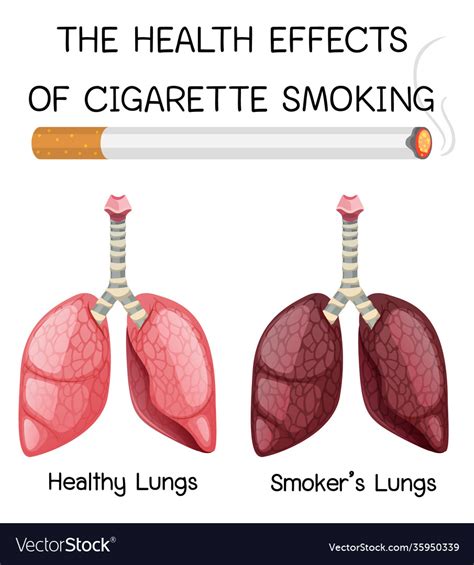 Poster On Health Effects Cigarette Smoking Vector Image