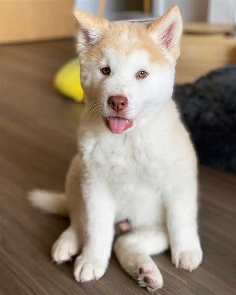 chow chow husky mix breed guide price size  husky puppies info