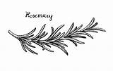 Rosemary Herb sketch template