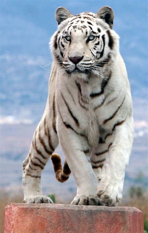 amazing animated white tiger images at best animations