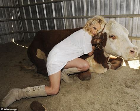 swapping the beach for bales of hay baywatch babe pamela anderson hugs cow as she frolics on