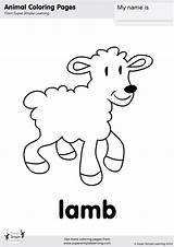 Lamb Coloring sketch template