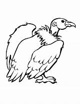 Vulture Coloring Pages Bird Clipart Turkey Color Buzzard Print Drawing Printable Kids Condor Colouring Birds Animals Condors Library Getcolorings Getdrawings sketch template