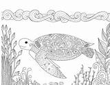 Tartaruga Coralli Tortue Nuoto Nell Progettazione Zendoodle Difficile Oceano Bei sketch template