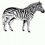 Color Coloring Zebras Zebra Popular sketch template