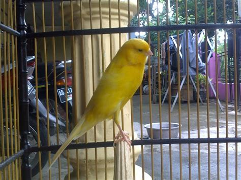 tentang burung  indonesia gambar burung kenari
