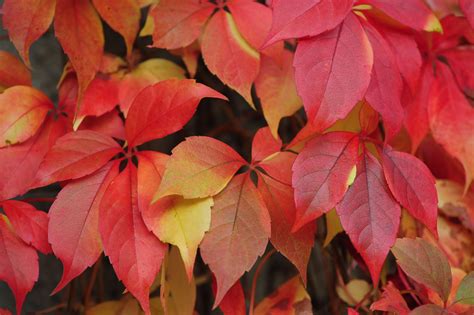 seasonal bush  shrub species  red leaves