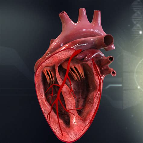 human heart cutaway anatomy  model section cgtrader