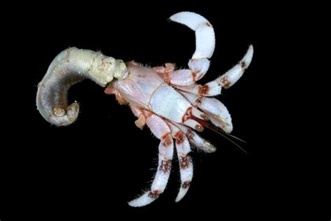 hermit crab   shell smithsonian ocean