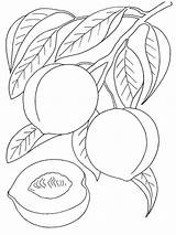 Peach Coloring Pages Fruits Color Recommended Kids sketch template