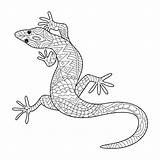 Gecko Lizard Colorare Lucertola Hagedis Lagarto Adulti Mandala Kleurend Getdrawings Bestcoloringpagesforkids Imagem Dier sketch template