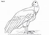 California Condor Step Draw Drawing Tutorials Drawingtutorials101 sketch template