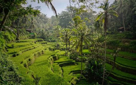 8 Best Rice Terraces In Bali
