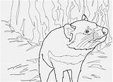 Tasmanian Devil Pages Coloring Color Getcolorings Australian Animals Getdrawings Printable sketch template