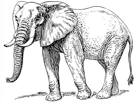 printable elephant printable word searches