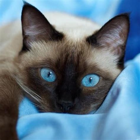 As 82 Melhores Imagens Em Gato Siamês No Pinterest Gatos