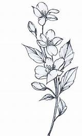 Flower Drawings Simple Easy Drawing Beginners Bouquet Cartoon Sketches Floral Flowers Cute Draw Pencil Tattoo Beautiful Cartoondistrict Source District Choose sketch template