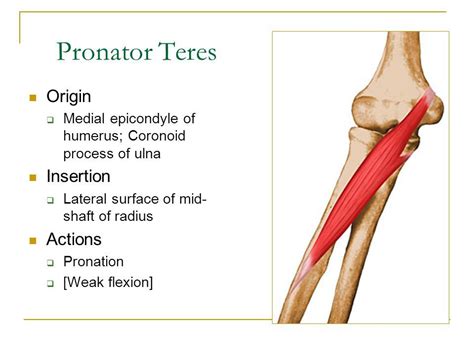 pronator teres origin  insertion google search yoga anatomy human anatomy  physiology