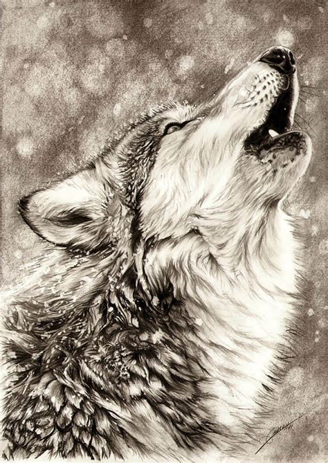 drawings    learn   draw  wolf beautiful dawn designs